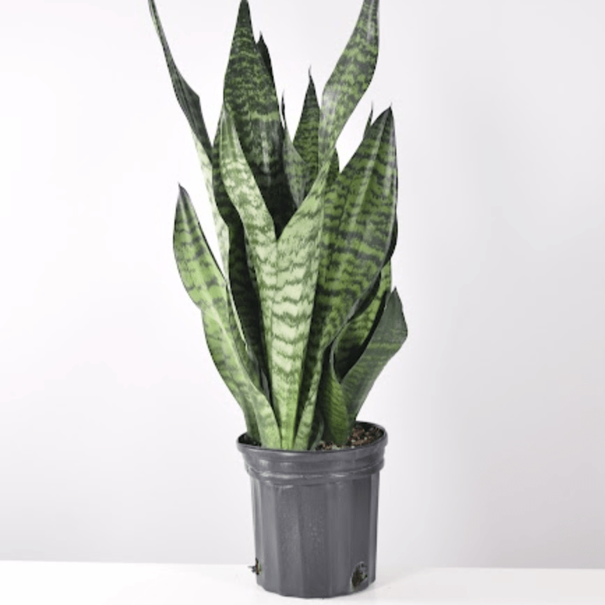 Plants That Help With Allergies | Plant Proper