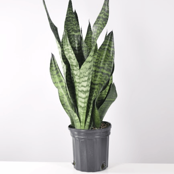 Plants That Help With Allergies | Plant Proper