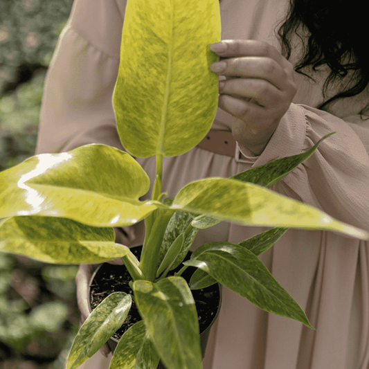 Plants That Purify the Air | Plant Proper