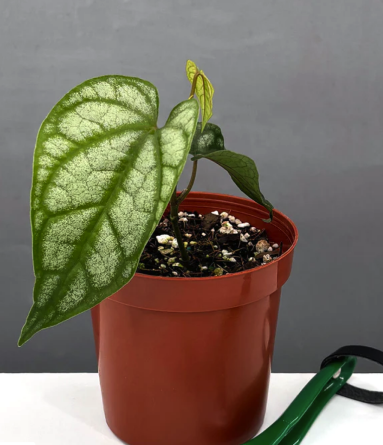 Piper Sylvaticum | Houseplants | Plant Proper