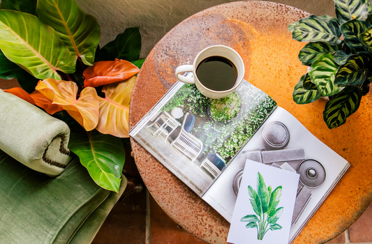 What Are Good Office Plants | Plant Proper