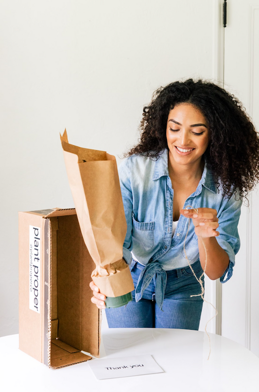 Hoya Sigillatis | Always Affordable at Plant Proper