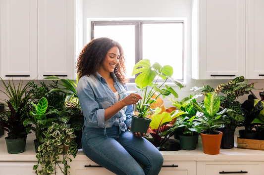 Droopy Monstera Leaves | Plant Proper