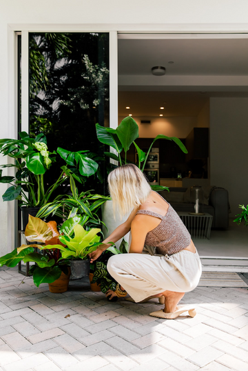 Neon Pothos