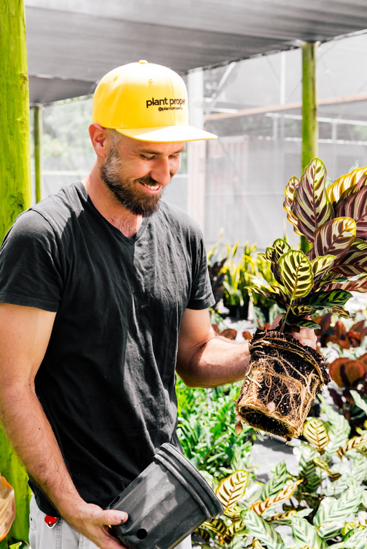 Plants For Father’s Day | Houseplants | Plant Proper