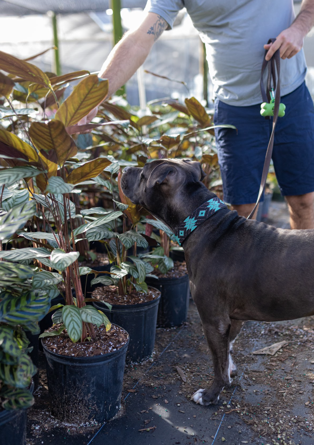 Pet Friendly Plants
