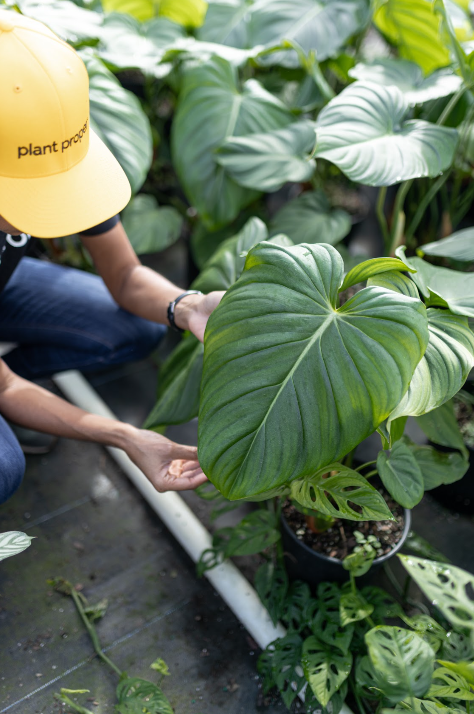 Philodendron Majestic | Houseplants | Plant Proper