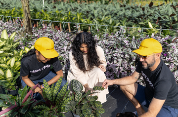 Why Won’t My Arrow Leaves Unfurl?