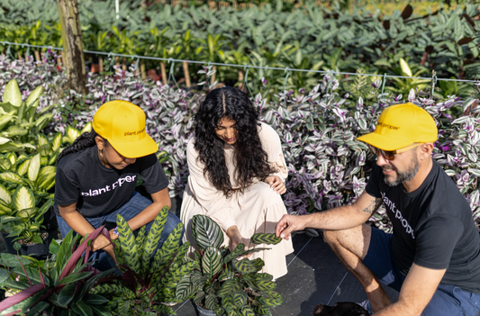 Why Won’t My Arrow Leaves Unfurl?