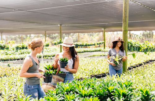 Begonia Pink Plant | Always Affordable at Plant Proper
