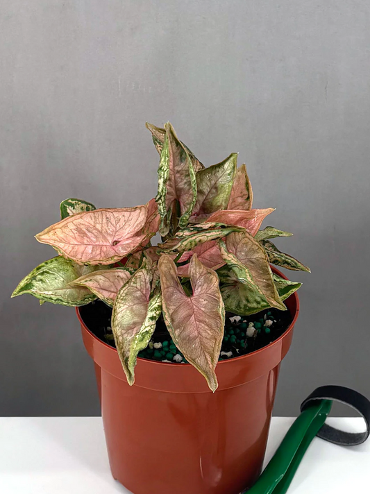 Why is My Pink Syngonium Turning Green | Always Affordable at Plant Proper