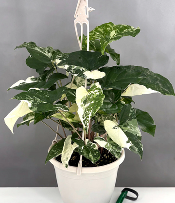 Low Light Houseplants | Indoor House Plants | Plant Proper