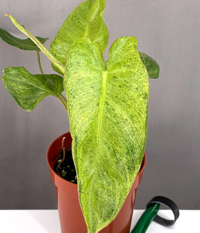 Philodendrons | Houseplants | Plant Proper