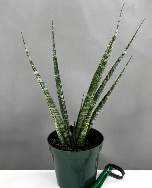 How Often to Water a Snake Plant | Plant Proper | Plant Care