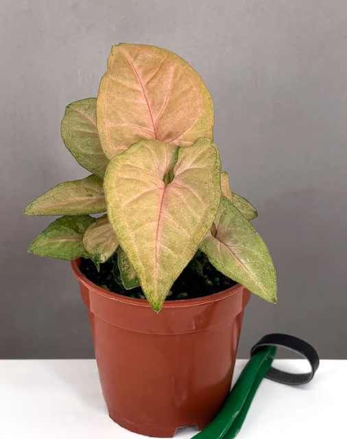 How to Care For Pink Syngonium | Always Affordable at Plant Proper