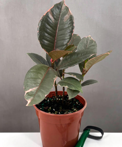 Ficus Elastica | Houseplant | Always Affordable at Plant Proper