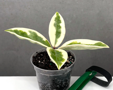 Hoya Carnosa | Always Affordable at Plant Proper