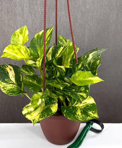 Pothos Plants | Always Affordable at Plant Proper