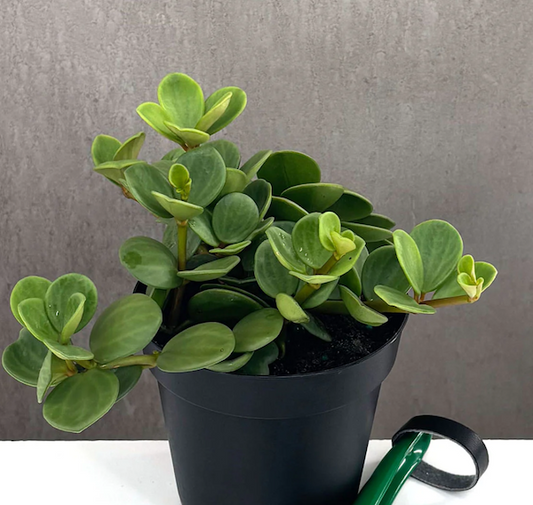 Peperomia | Indoor Plants | Plant Proper