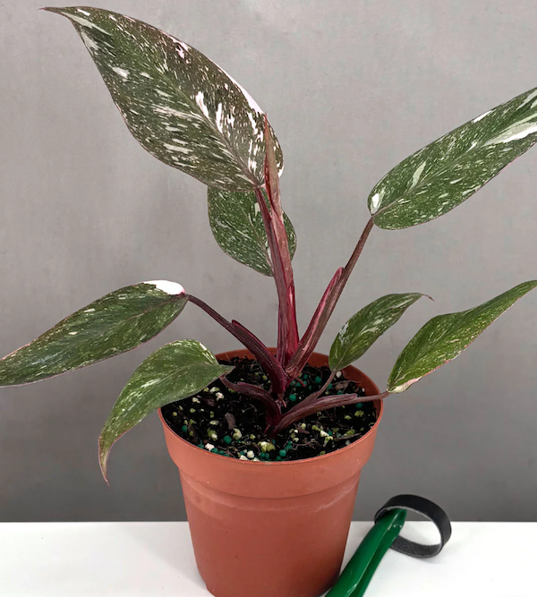 Pink Princess Philodendron For Sale | Always Affordable | Plant Proper