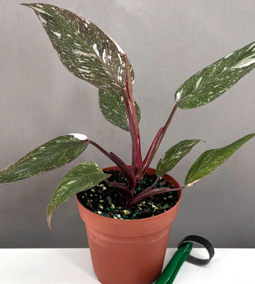 Pink Princess Philodendron For Sale | Always Affordable | Plant Proper