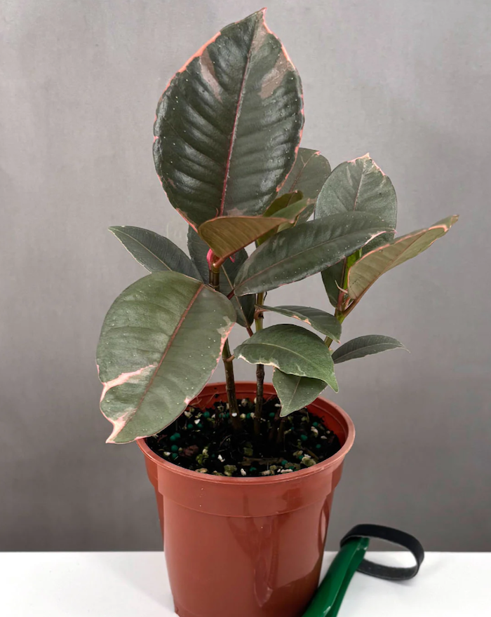 Rubber Tree Plant | Houseplants | Always Affordable at Plant Proper