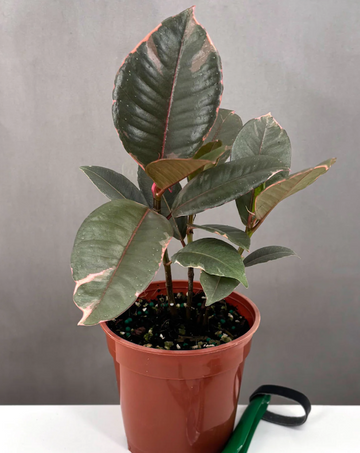 Rubber Tree Plant | Houseplants | Always Affordable at Plant Proper