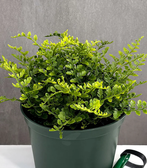 Fern Houseplant Varieties | Houseplants | Plant Proper