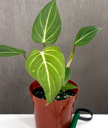 Philodendron Gloriosum For Sale | Always Affordable | Plant Proper