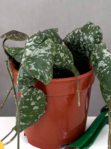Variegated Hoya Plant | Always Affordable at Plant Proper