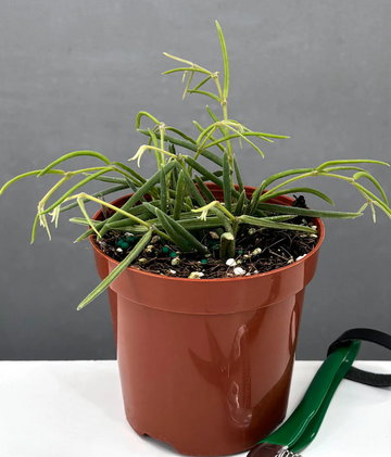 Hoya Linearis For Sale | Always Affordable at Plant Proper