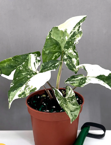 Syngonium Albo | Always Affordable at Plant Proper