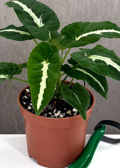 Syngonium Wendlandii | Houseplant | Plant Proper