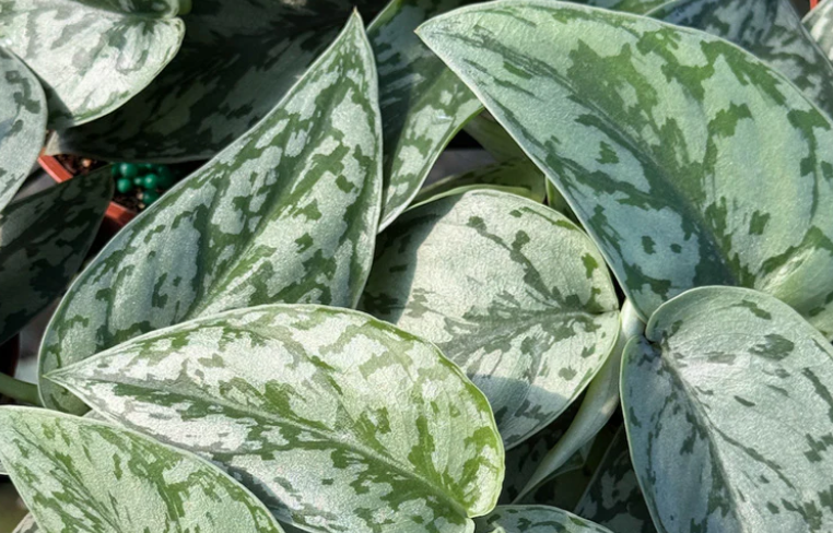 Plants For Sale | Always Affordable at Plant Proper