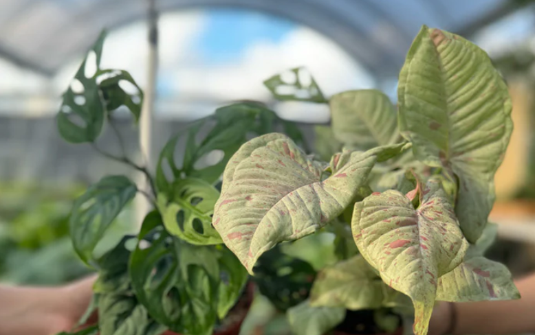 Where to Buy Houseplants Near Me? | Always Affordable at Plant Proper