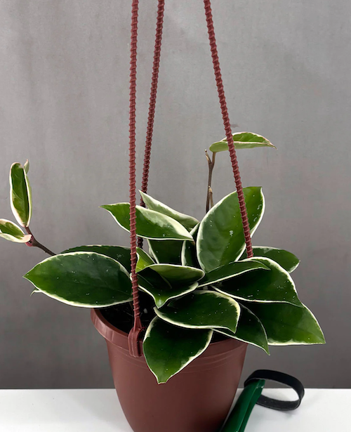 Hoya Krimson Queen | Tricolor | Wax Plant | Always Affordable at Plant Proper