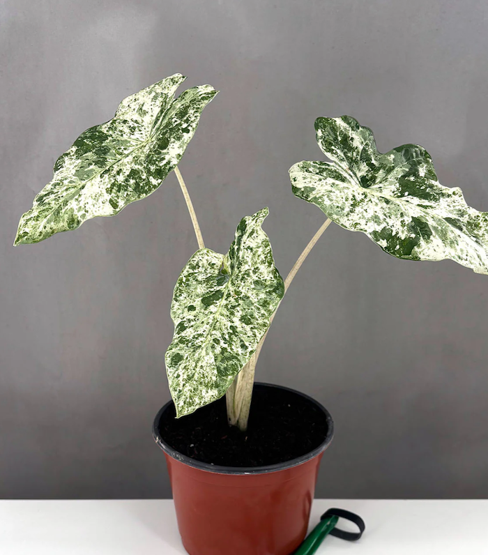 Elephant Ear Plants | Plant Proper