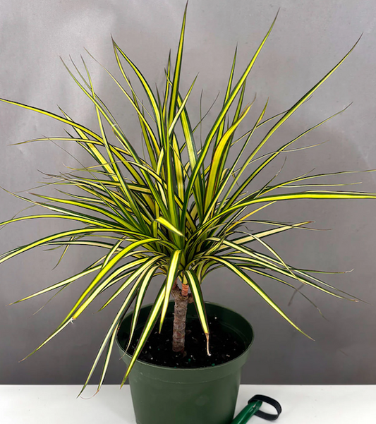 Dracaena | Houseplants | Always Affordable at Plant Proper