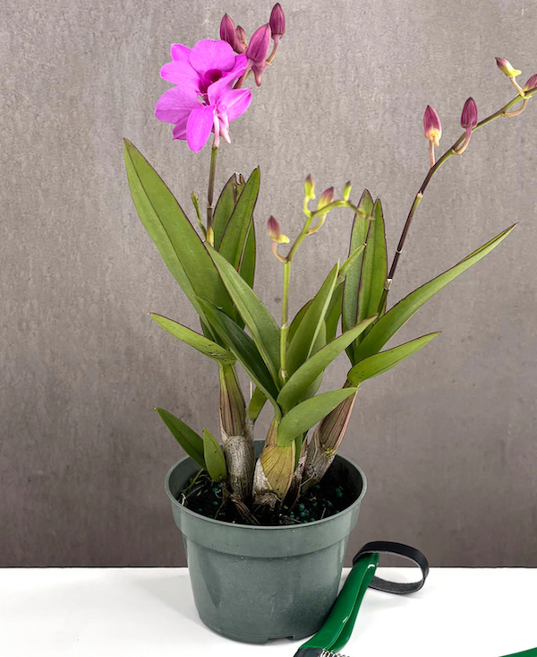 Dendrobium Orchid | Always Affordable at Plant Proper