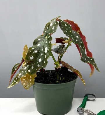 Begonia Varieties | Houseplants | Plant Proper