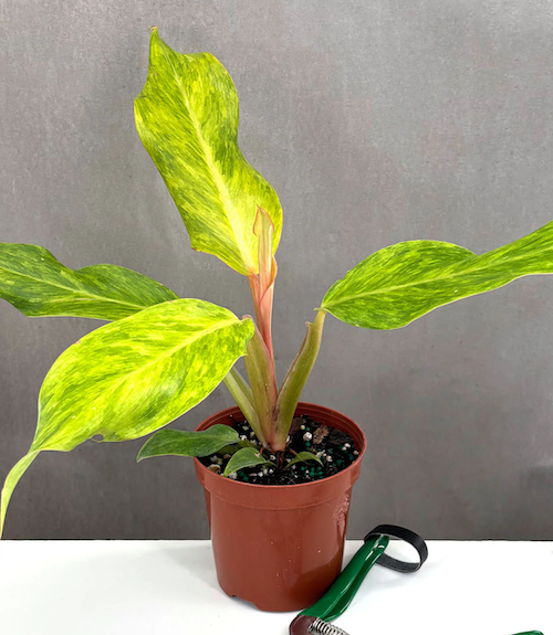 Philodendron Orange Marmalade | Indoor House Plants | Plant Proper