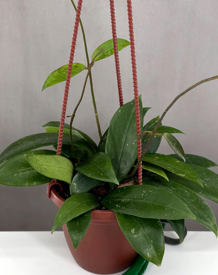 Hoya Acuta Pink Care | Care Guide | Plant Proper