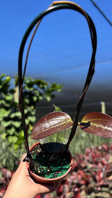 Hoya AH Black Magic Care | Plant Guides | Plant Proper