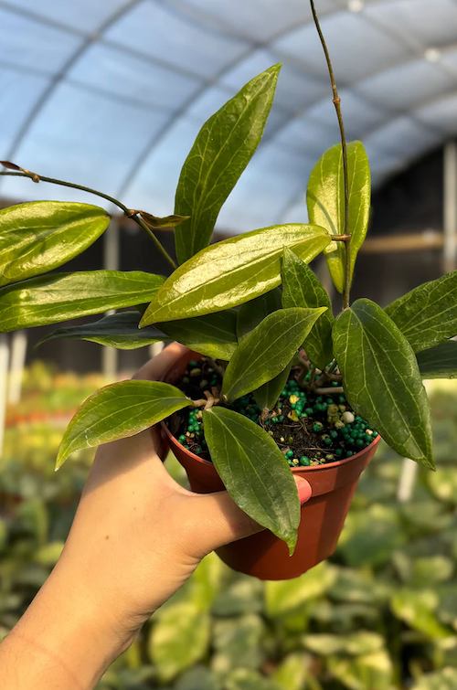 Hoya Benvergarai Care | Plant Guides | Plant Proper