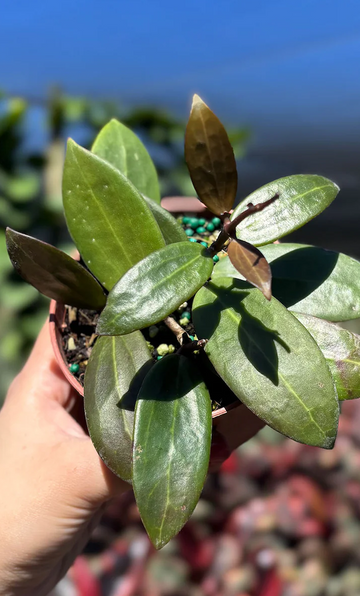 Hoya Bhutanica Care | Plant Guide | Plant Proper