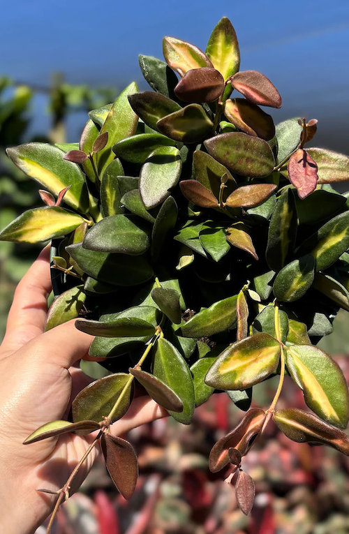 Hoya Burtoniae With Variegation Care | Plant Proper