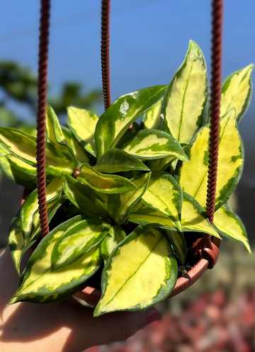 Hoya Carnosa Tricolor Care | Care Guide | Plant Proper