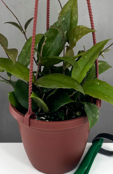 Hoya Caudata Sumatra | Care Guide | Plant Proper
