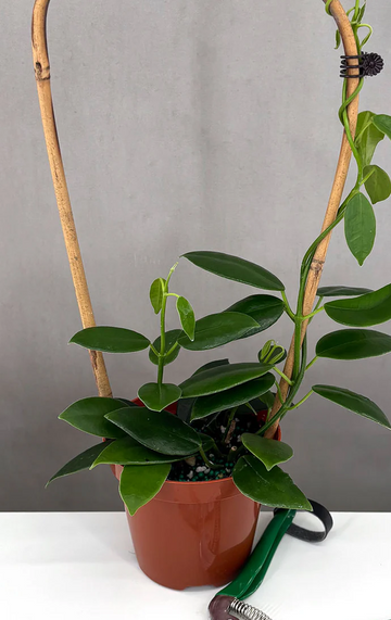 Hoya Coronaria Pink Care | Care Guide | Plant Proper