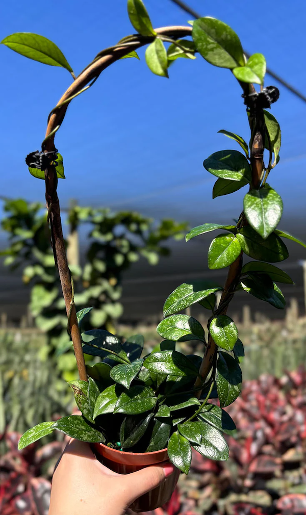 Hoya Crassipetiolata Splash Care | Care Guide | Plant Proper